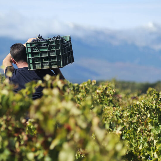 Bodegas Morca