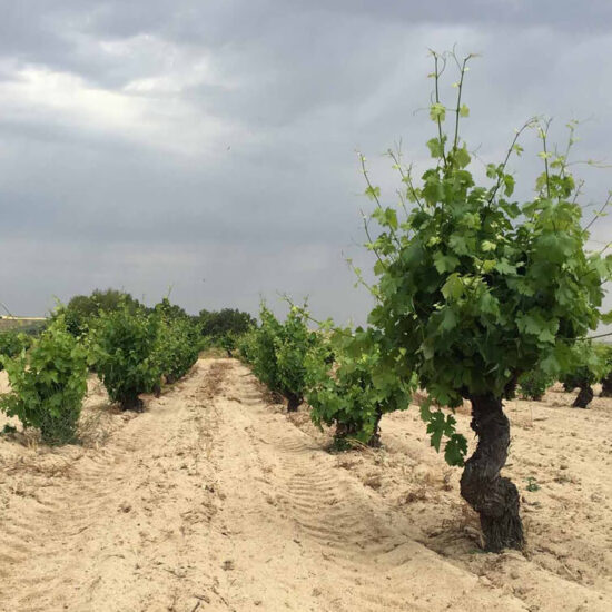 bodega tridente