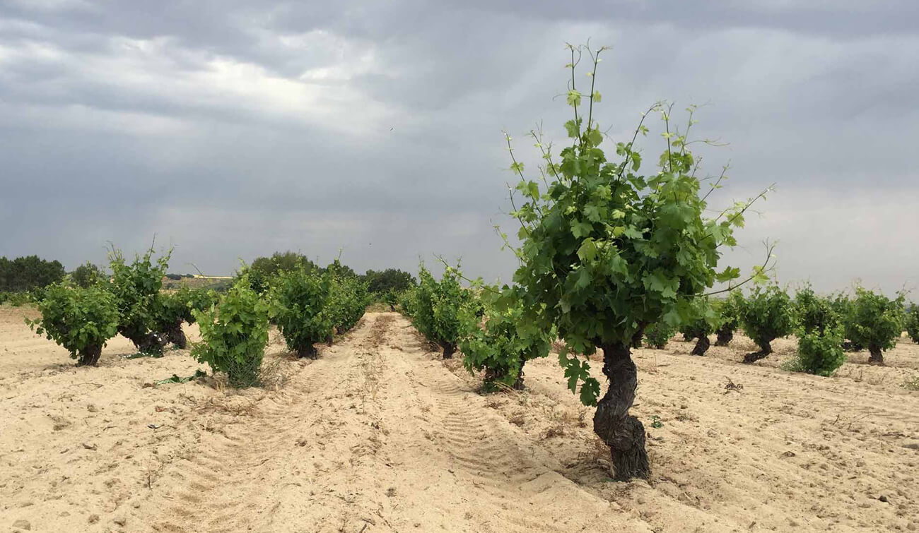 bodega tridente