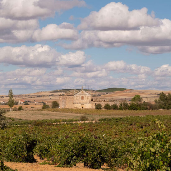 Bodega Viña Cenit 10