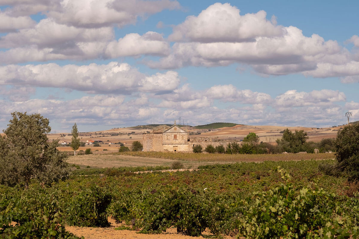 Bodega Viña Cenit 10