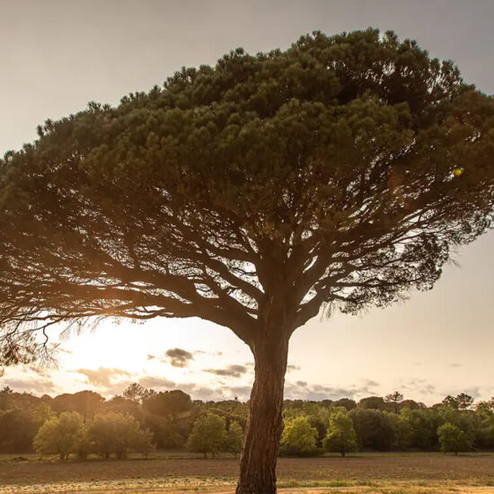 Bodegas Pinea