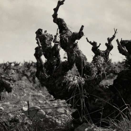 San Román Bodegas y Viñedos