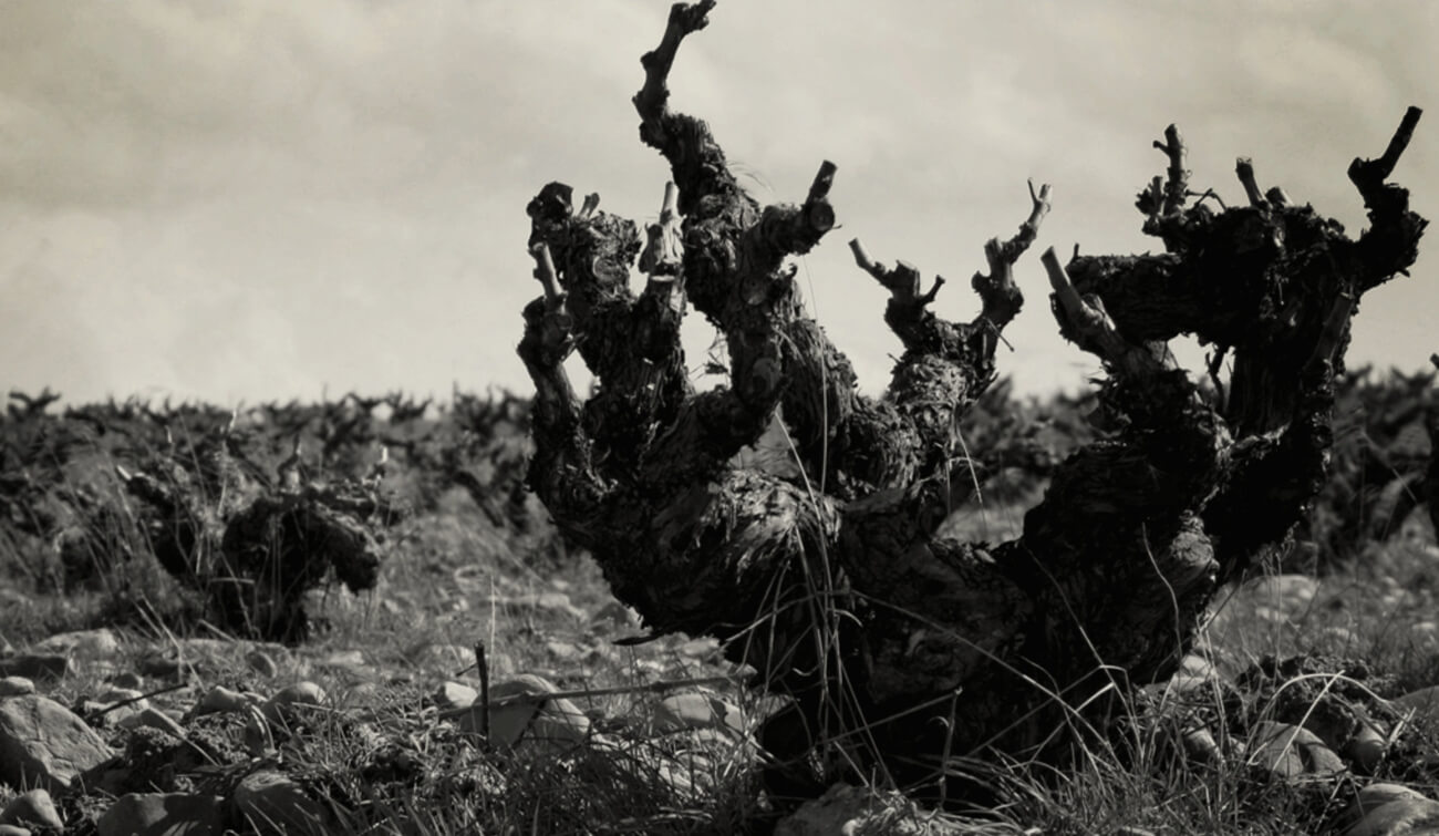 San Román Bodegas y Viñedos